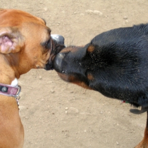 Kisses at the dog park