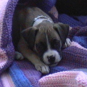 Puppy_009