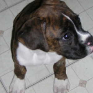 14 weeks