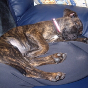 Sophie's first week in her new home