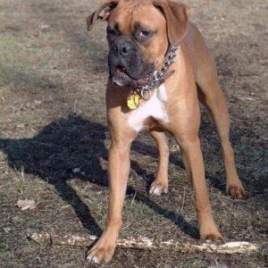 Foreman and his stick