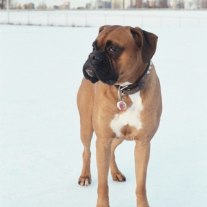 Winter Boxer