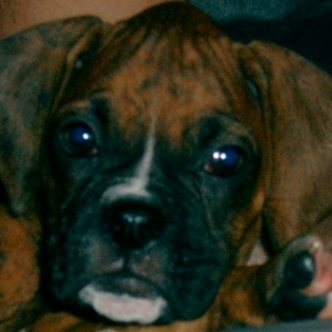 Daisy