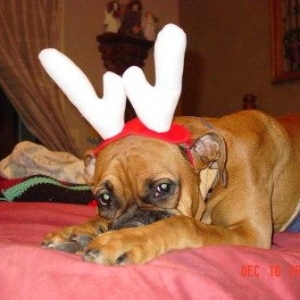 Wilmadolph the Red Nosed Boxer