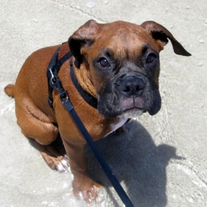 Enzo at the Beach