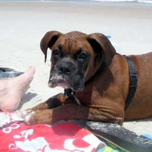Enzo at the Beach2