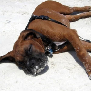 Enzo at the Beach3