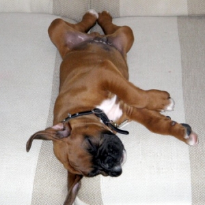 Enzo as a Baby