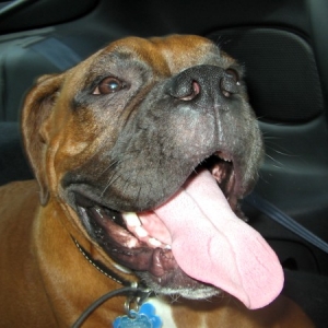 Enzo in the Car