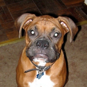 Enzo