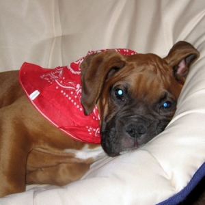 Enzo in his favorite chair