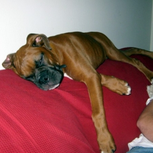 Enzo on the Couch