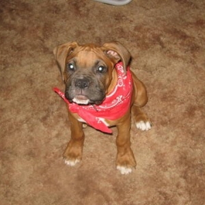 Enzo