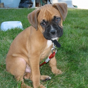 Rocco at 7 weeks