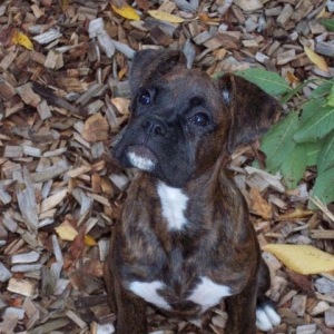 Macie