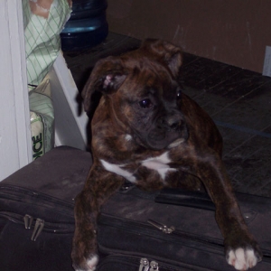 Macie