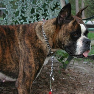 Dakota (3.5 yrs)