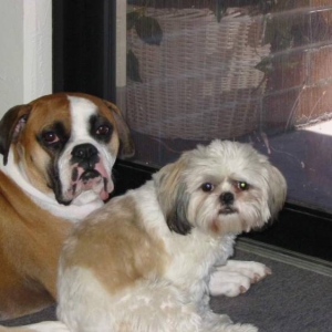 Cooper_and_Bear