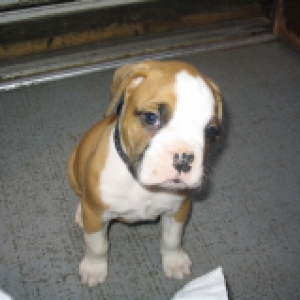 bruno