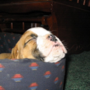 brunos nap time