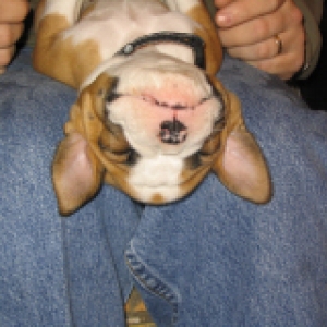 very relaxed bruno