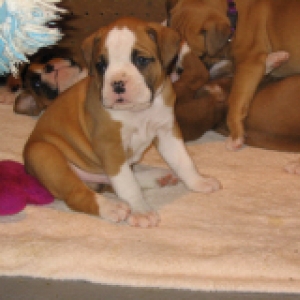bruno with his litter mates