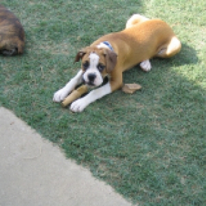 bruno with his bone