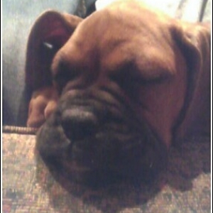 Tuckered out...