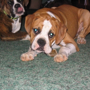 bruno with dixie