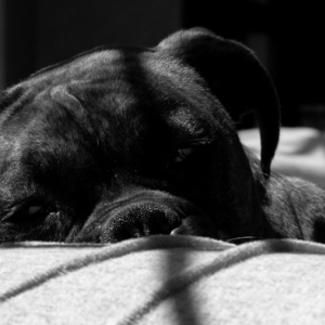 Sadie