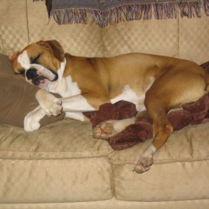 he thinks he is human