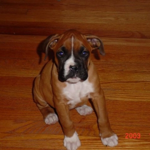 Brutus Buckeye