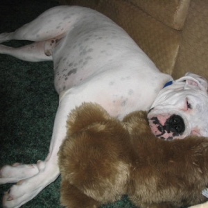 duke with his teddie bare