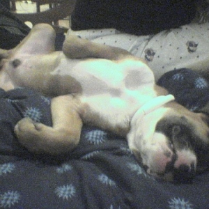 white belly