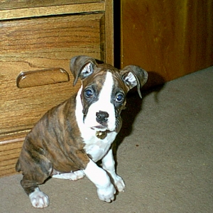 Our new babie Annie