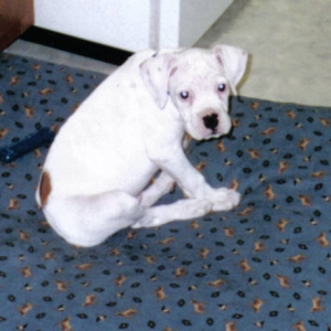 duke when he was a puppy