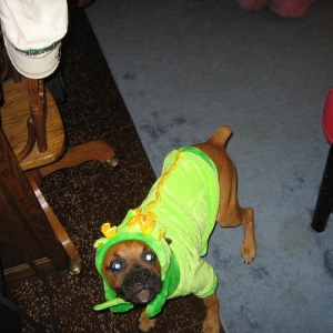 Dragon Dog
