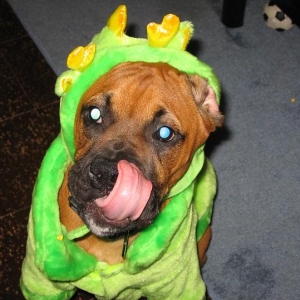 Dragon Madi