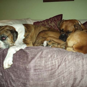 Tuckered