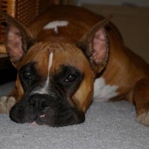 Pooped Boxer