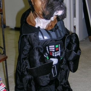 Darth Lily