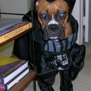 Darth Lily again