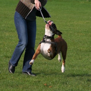 3 legged dog...