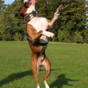 Airborne
