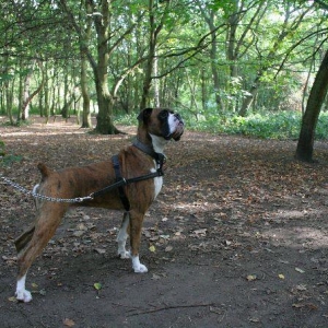 Henri the hunter