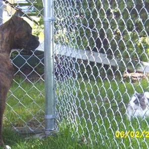 Here kitty, kitty, kitty