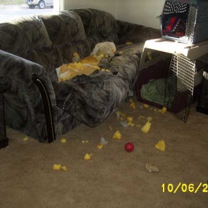 Bored Dog 2