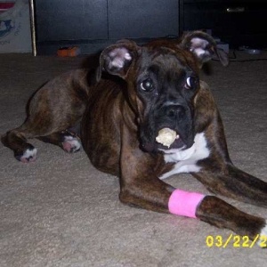 Kirra following her spay