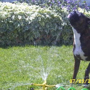 Kirra-sprinkler