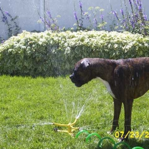 Kirra-sprinkler2